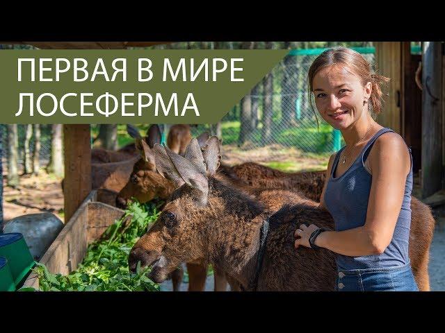 Первая в мире лосеферма