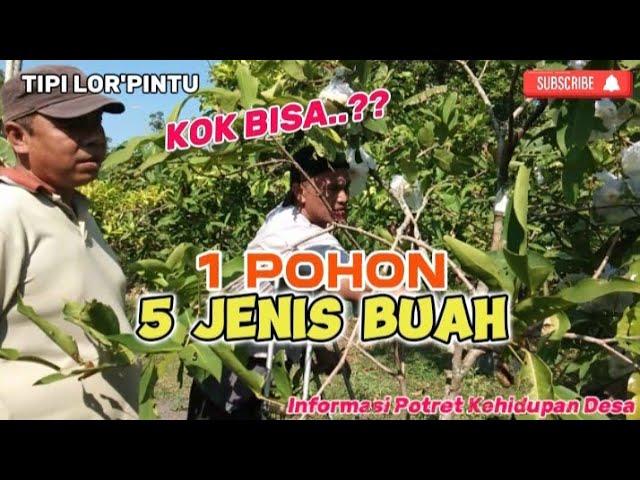 SATU POHON LIMA JENIS BUAH... KOK BISA..? || TIPI LOR'PINTU || Informasi Potret Kehidupan Desa.