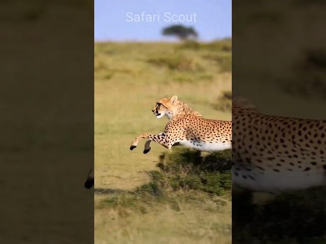 leopard vs deer #wildlife #wildrift #wildanimals #animalworld #nature #naturelovers #shorts #funny