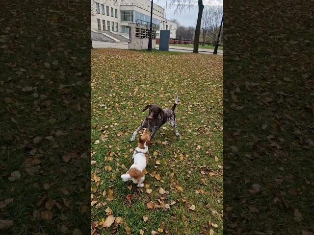 Собаки играют. #dogsplaying  #dogs #тюз #собаки #джекрассел  #jackrussellterrier