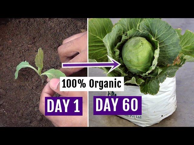 How to Grow Cabbage at Home Easily - Complete Growing Guide