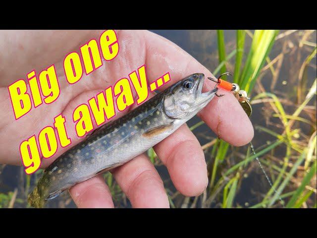 Creek Fishing Solo Camping Adventure