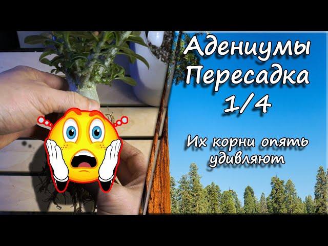 Адениумы. Пересадка 1/4. Их корни опять удивляют