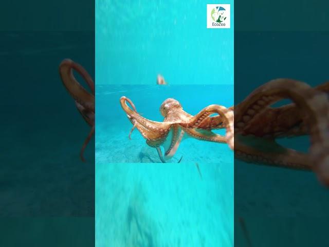 Octopus SWIMMING In The Ocean #shorts #wildlife #wild #octopus #ocean #animals #nature #sea