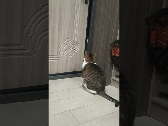 Возвращение блудного кота #котики #catlover #вмиредомашнихживотных #котобормот