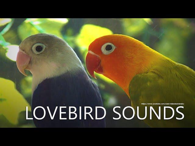 Lovebirds Chirping, Lovebirds Singing - Two Agapornis Fischeri - Blue and Pastel Green