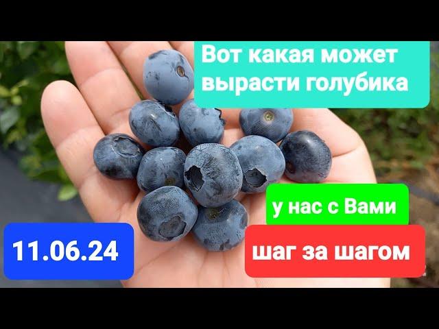 Урожайность голубики в 2024 г