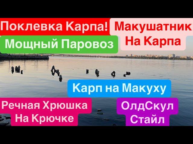 Ловля Карпа на МакушатникМощная ПоклевкаДикая Рыба Утягивает в ВодуСазан на МакушатникМор Рыбы