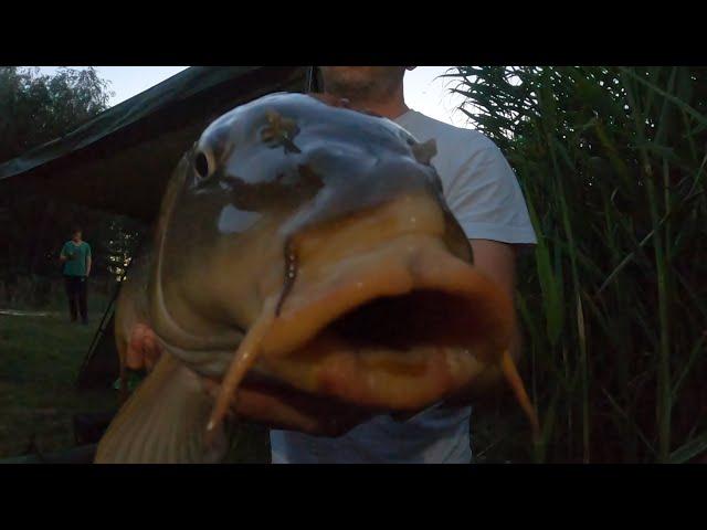 Июльский карп, флэтфидер (flatfeeder carp)