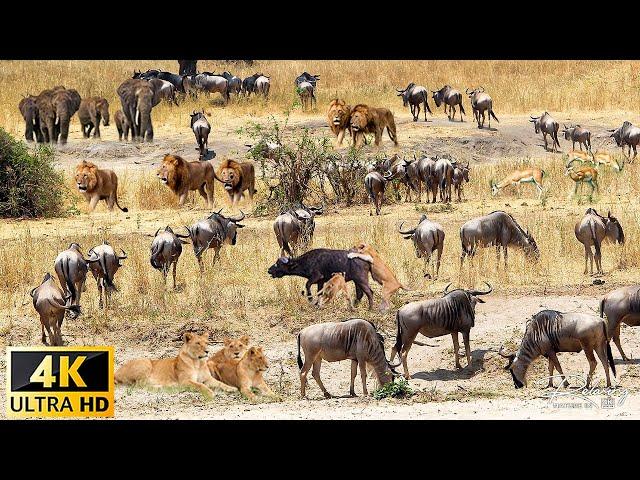 4K African Wildlife: WILD SERENGETI | Battle for Survival in Predator Territory | Animal documentary