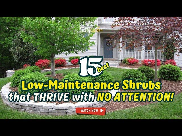 15 Best LOW-MAINTENANCE SHRUBS that THRIVE with NO ATTENTION!  // Gardening Ideas