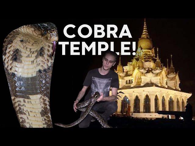 COBRA EATS EGGS AT SNAKE TEMPLE