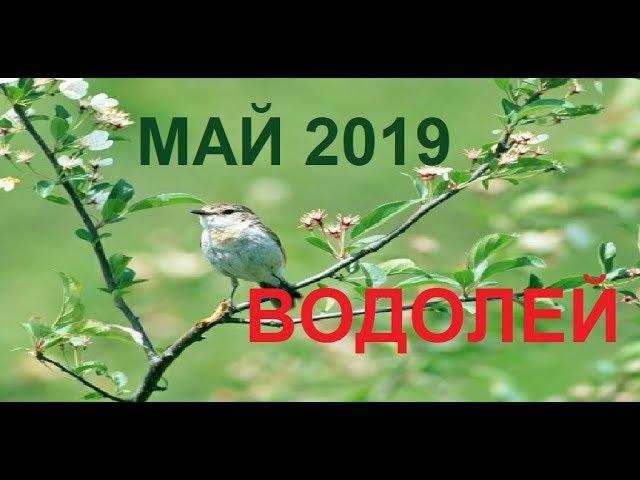 ВОДОЛЕЙ МАЙ 2019 /Агата Добровская