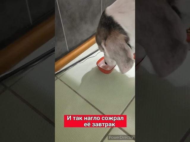 Как могут уживаться кисуля и песик #бигль #кошка #собака #животные #смешныевидео