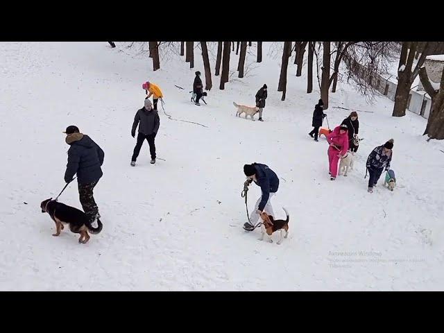 Бигль Jastin. Биглю НЕОБХОДИМЫ групповые тренировки!