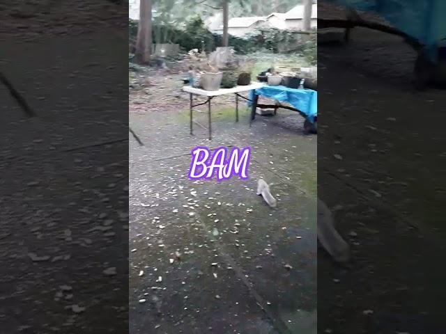 Squeaky Squirrel Shares Breakfast Nuts with Himself #squirreltribe #funny