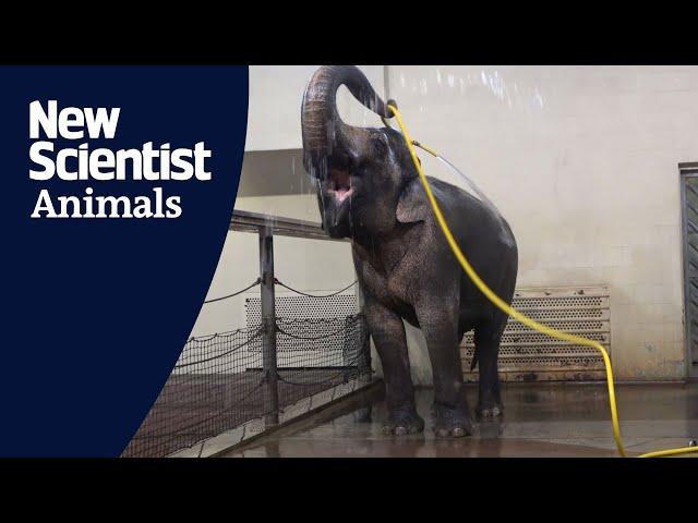 Watch an elephant master showering using a hose