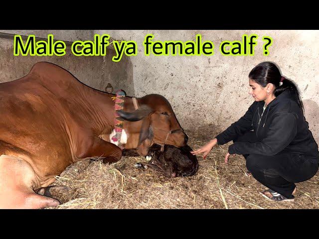 Raat ko tilu ka baby aa gya #cow