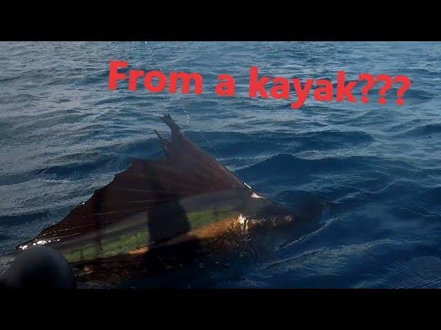 Monster sailfish caught from a kayak. Первый русский поймавший рыбу-парусник с каяка.