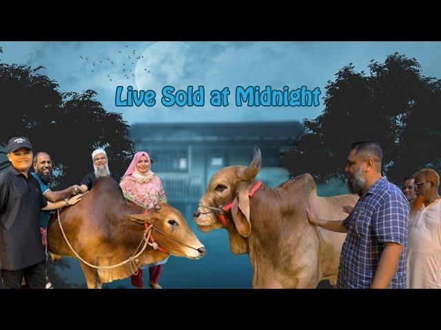 900 Kg Brahman Cross bull , Big Gir , Sahiwal Live Sold Sadeeq Agro 2024 | Friday Showdown 2024 ||