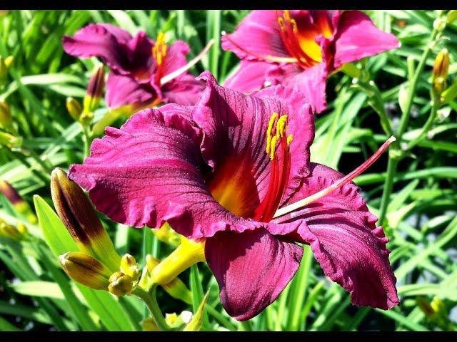 Best Perennial, Hemerocallis 'Plum Perfect' (Daylily)