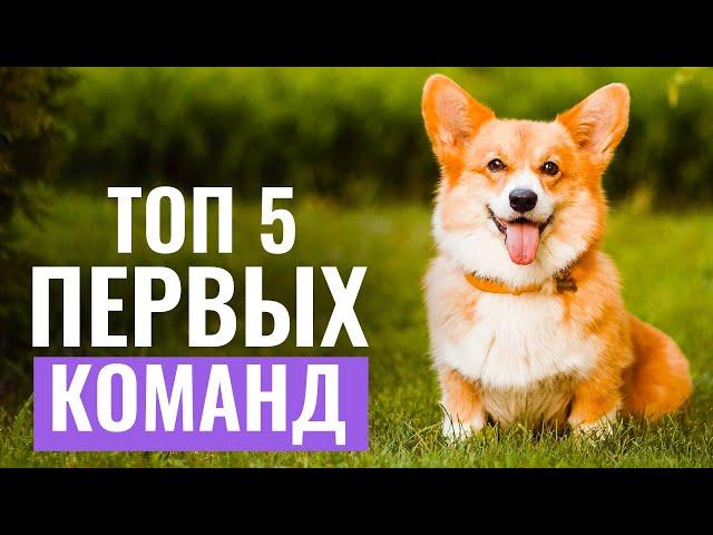 ТОП 5 первых команд для необученной собаки! С чего начать обучение питомца?