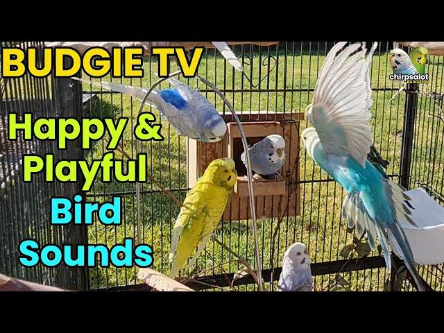 Budgie TV - Happy, Active, Playful Budgie Sounds, Help your bird sing