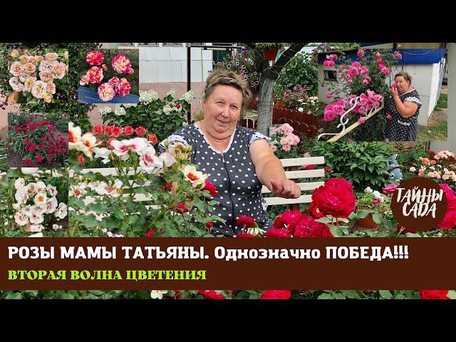 Однозначно ПОБЕДА! РОЗЫ МАМЫ ТАТЬЯНЫ. ОСЕННИЙ ПАРАД ИЗ РОЗ. САМЫЕ СИЛЬНЫЕ СОРТА. НАШ САД В СЕНТЯБРЕ.