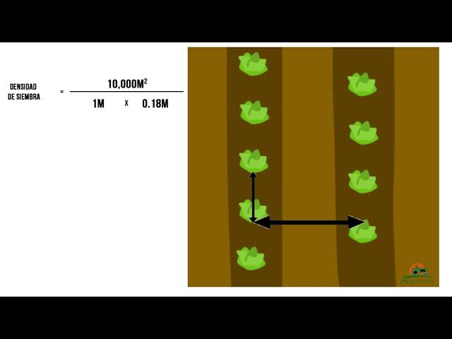 Cómo Calcular la Densidad de Siembra