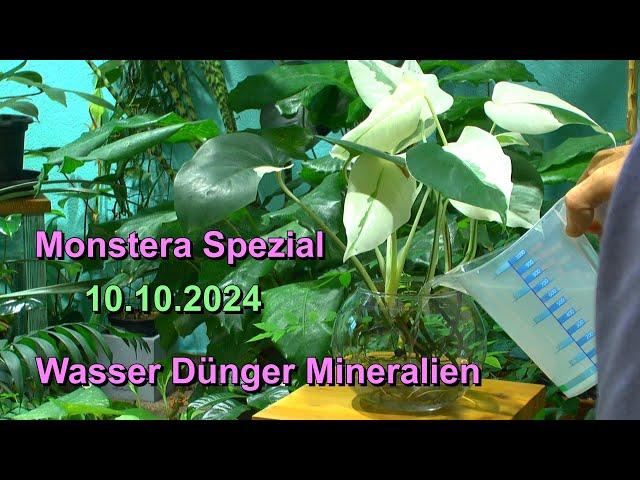 Monstera versorgen mit Wasser, Dünger und Mineralstoffen. Spezial zum Lernen