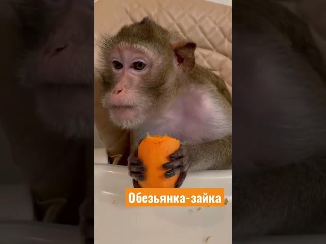 Обезьянка Чита косит под зайца