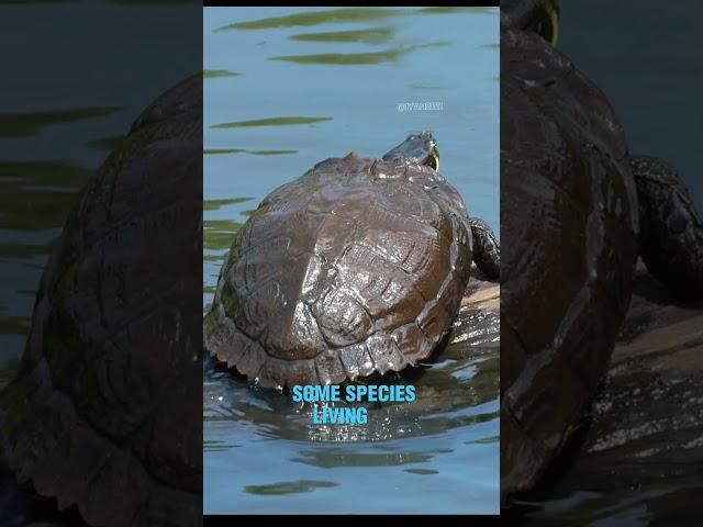 explanation about turtles is good for knowledge!!!