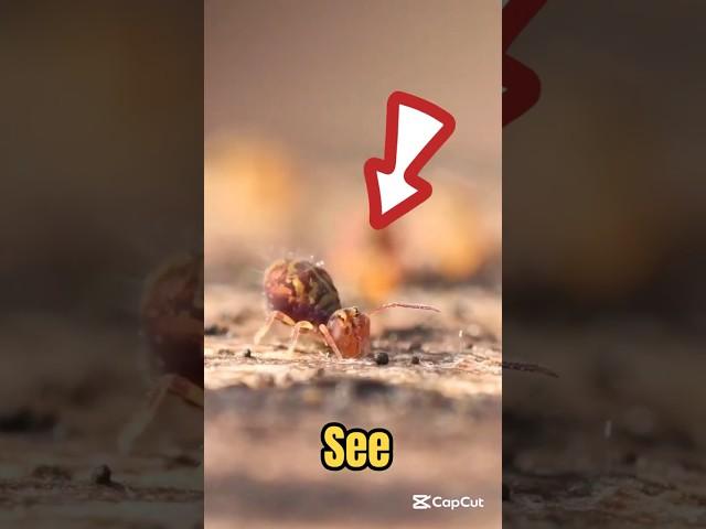 Jumping Tiny Insect! #shorts #animals #thebugbusterman