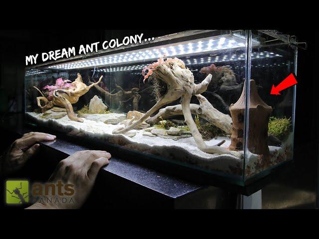 Starting A Dream Ant Colony | Asian Marauder Ants