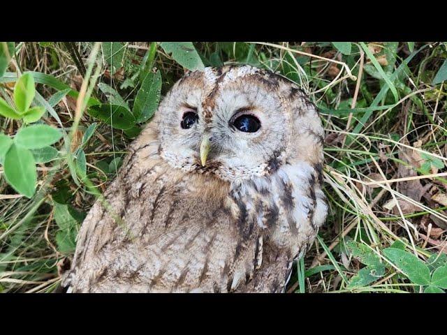 История спасения краснокнижной совы Неясыть и вся правда