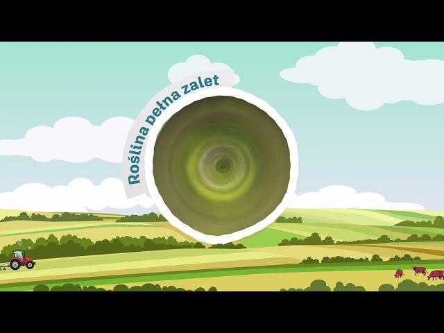 Soja - długość wegetacji. Nowa klasyfikacja odmian