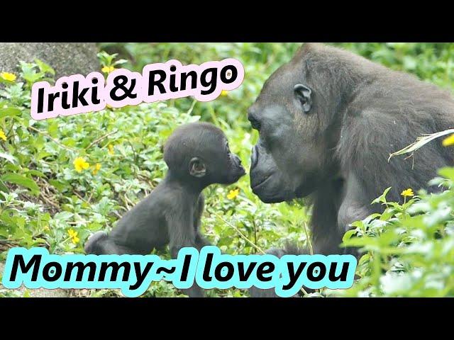 Gorilla baby Ringo knew how to express love to his mom / 金剛寶寶Ringo知道怎麼跟媽媽表達愛