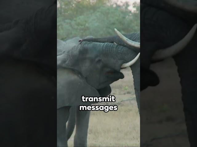 Elephant Talk: The Long-Distance Communicators  #facts #animals #funfacts #elephant