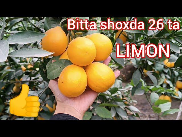 Узок кутилган видео. Битта шохда 26 та лимон. Uzoq kutilgan video bitta shoxda 26 ta limon...