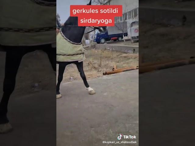Геркулес сотилипти
