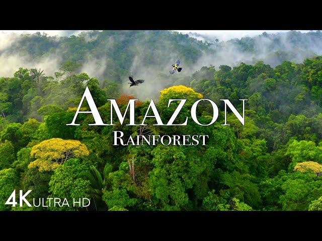 Amazon 4k - The World’s Largest Tropical Rainforest Part 2 | Jungle Sounds | Scenic Relaxation Film