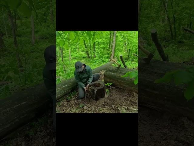 Building a COZY Shelter in the RAINFOREST| Bushcraft Dugout | Cooking on a FIRE#survival #outdoors