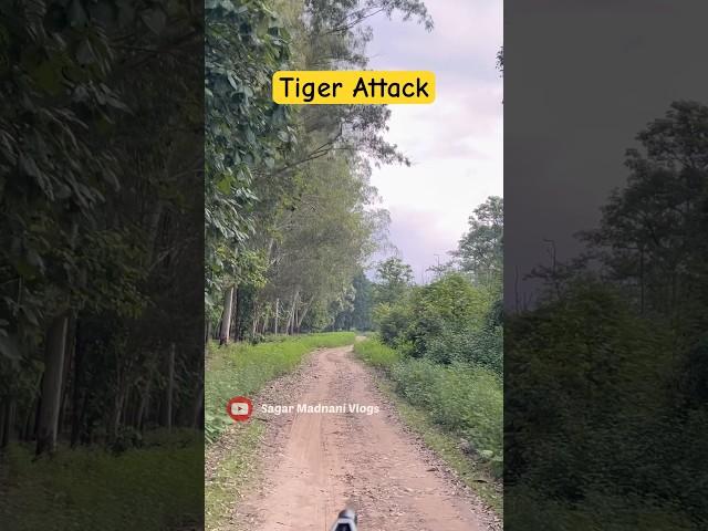 Tiger Attack  - Jim Corbett National Park #wildlife #jimcorbett #tiger #jungle #tigerattack