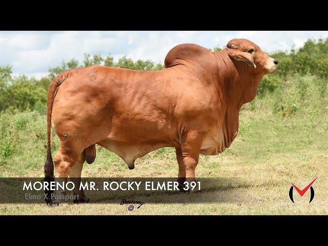 MORENO MR. ROCKY ELMER 391