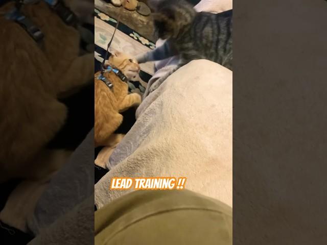 Kitten on a Croft - Lead Training !  #Cute Cats and Kittens #youtube shorts #Kitty #love cats