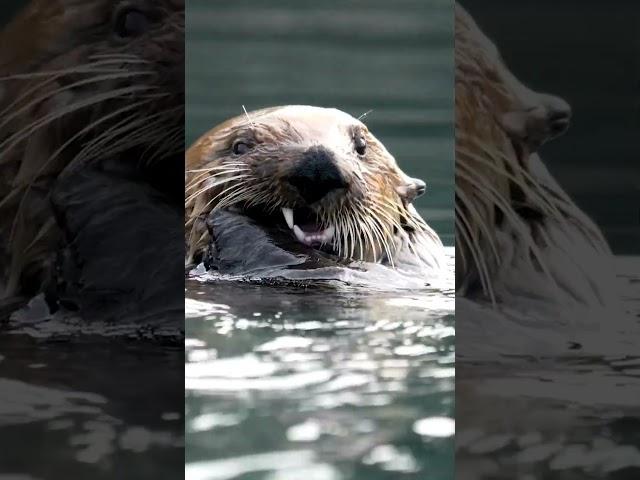 Sea otter: Smart sea otter  #animals #recommendations #otter