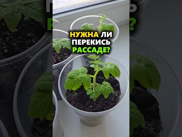 Перекись или яд? Эксперимент с рассадой, который всех удивил! #огород #рассада #перекись