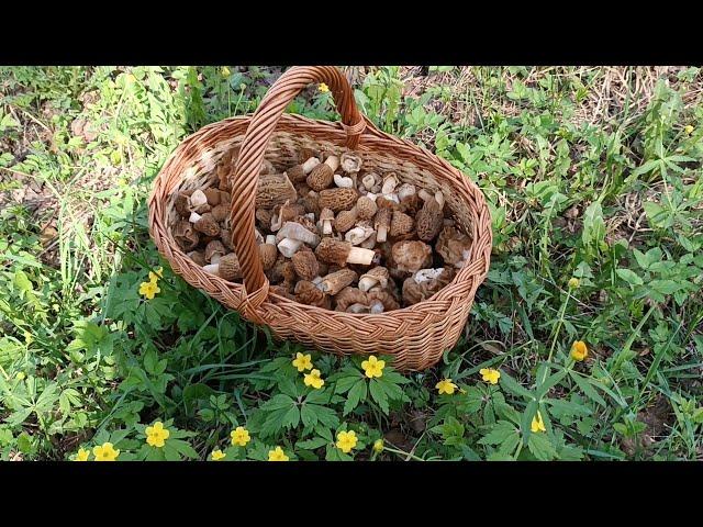 Грибные радости из Ярославского леса. Весенний сезон, не успев начаться, стремится к завершению...