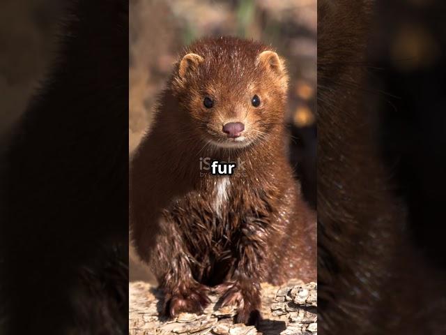 Meet the Marvelous Mink! #digicyclopedia #shorts #animals #wildlife #viral