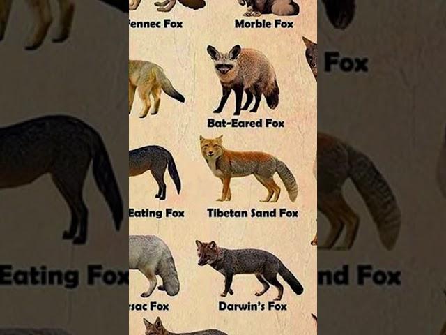 Types Of Foxes - Corsac Fox  #shorts #fox